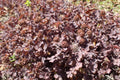 Acaena inermis Purpurea