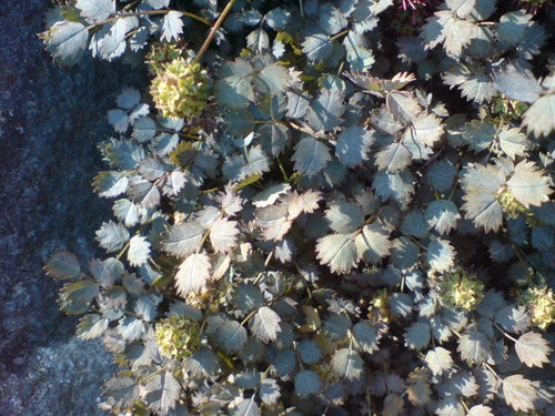 Acaena microphylla