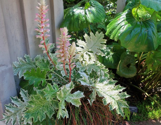 Acanthus Whitewater