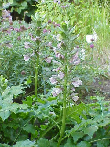 Acanthus hungaricus,