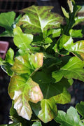 Acanthus mollis Latifolius