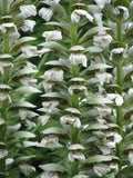 Acanthus mollis Rue Ledan