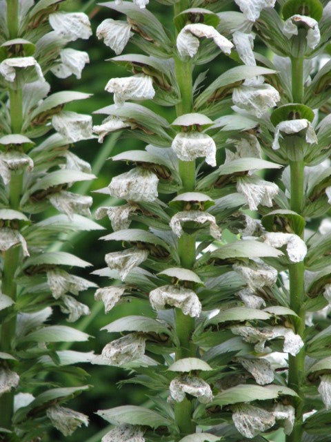 Acanthus mollis Rue Ledan