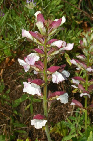Acanthus mollis,