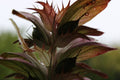 Acanthus spinosus