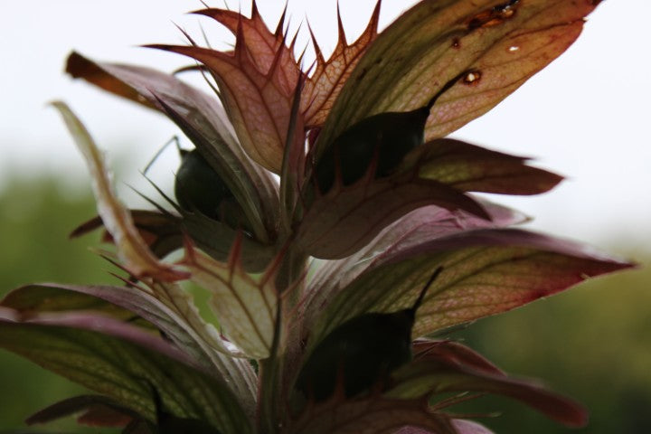 Acanthus spinosus