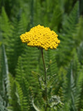 Achillea Coronation Gold