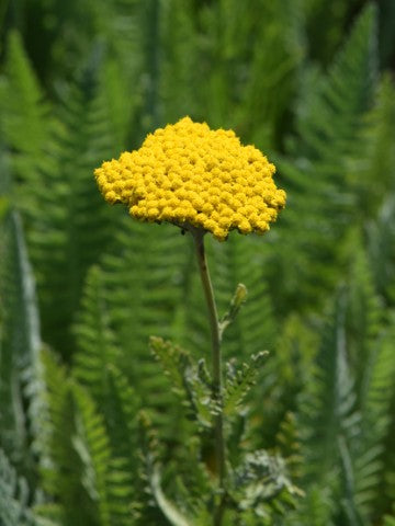 Achillea Coronation Gold
