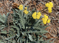 Achillea Moonshine