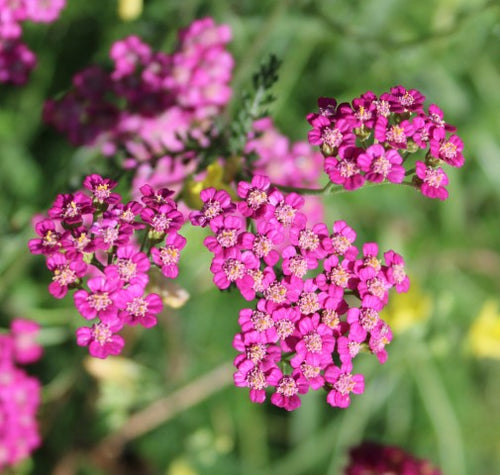 Achillea Pomegranate
