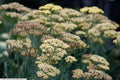 Achillea 'Terracotta',
