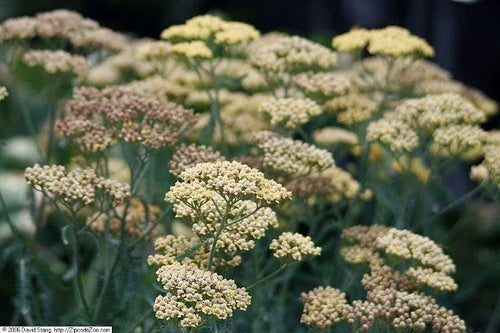 Achillea 'Terracotta',