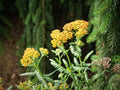 Achillea 'Walther Funcke',