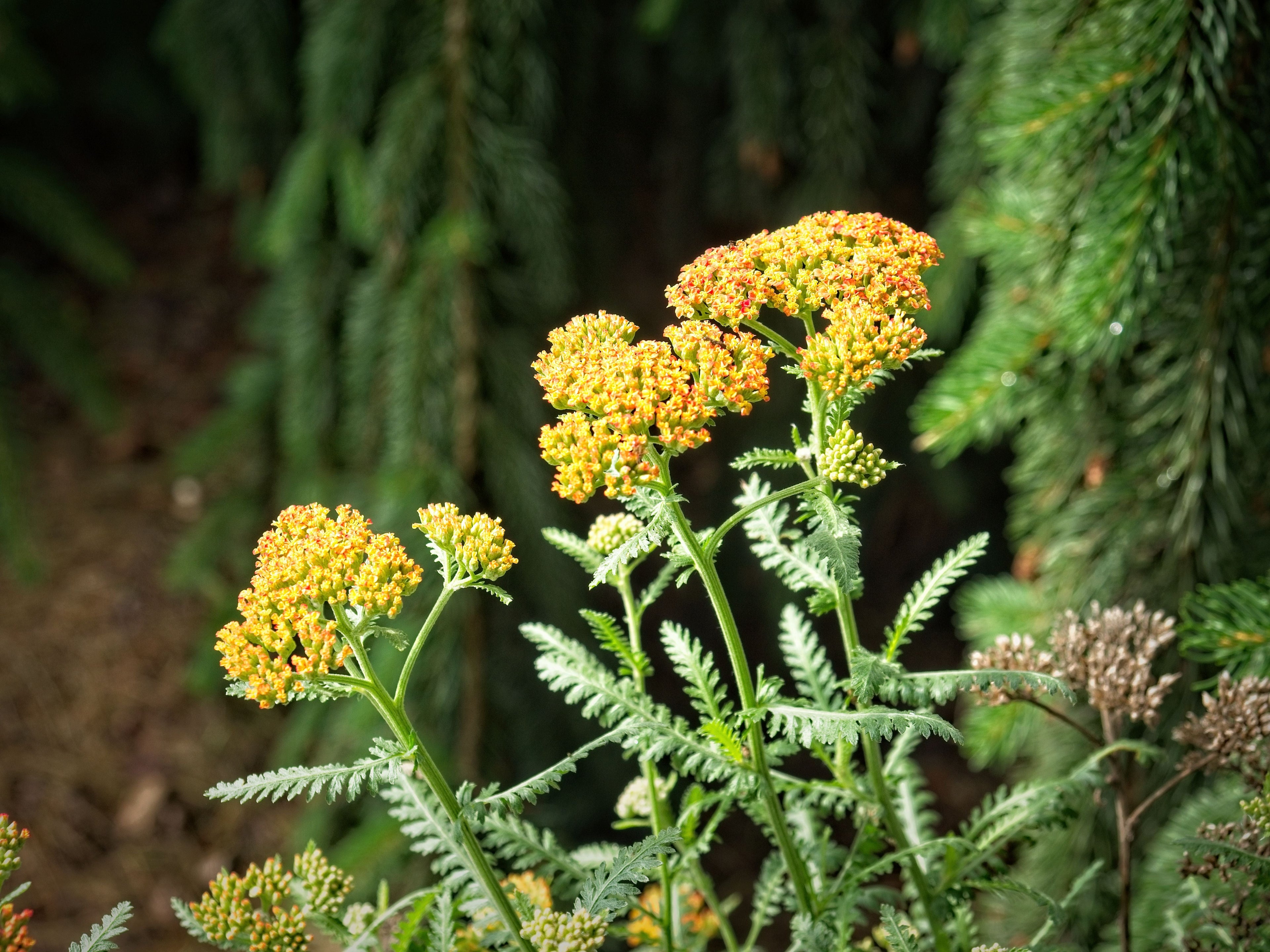 Achillea 'Walther Funcke',