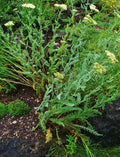 Achillea clypeolata