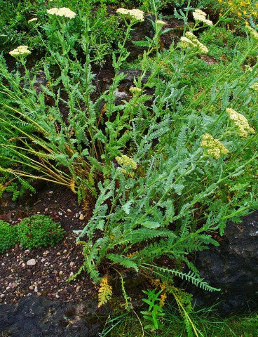 Achillea clypeolata