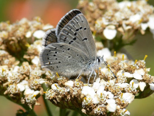 Achillea millefolium Butterfly