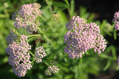 Achillea millefolium 'Cerise Queen',