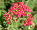 Achillea millefolium 'Paprika',