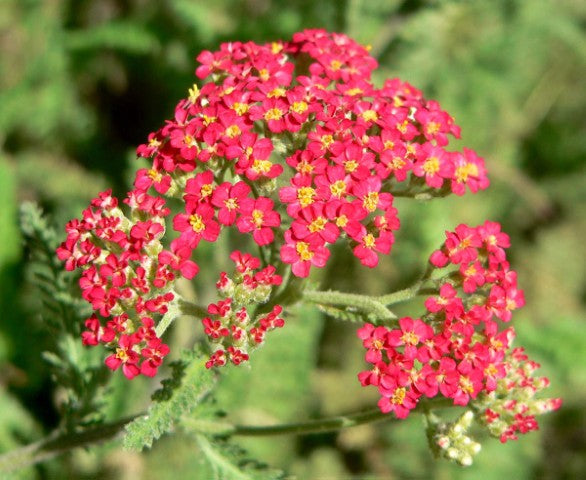 Achillea millefolium 'Paprika',