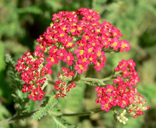 Achillea millefolium 'Paprika',