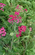 Achillea millefolium Red Beauty