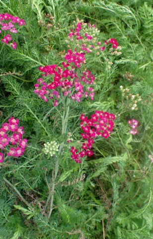 Achillea millefolium Red Beauty