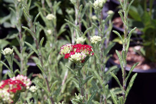 Achillea millefolium Red Velvet