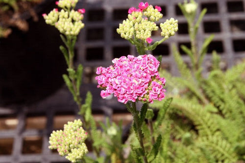 Achillea millefolium Saucy Seduction