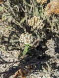 Achillea millefolium,