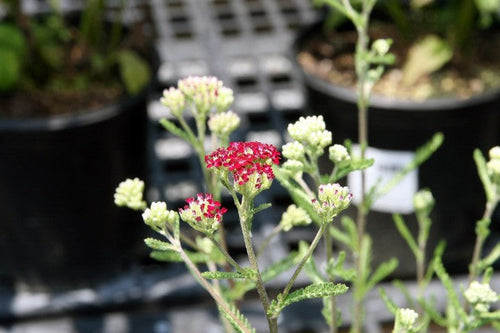 Achillea millefolium Summerwine