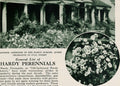 Achillea ptarmica Boule de Neige