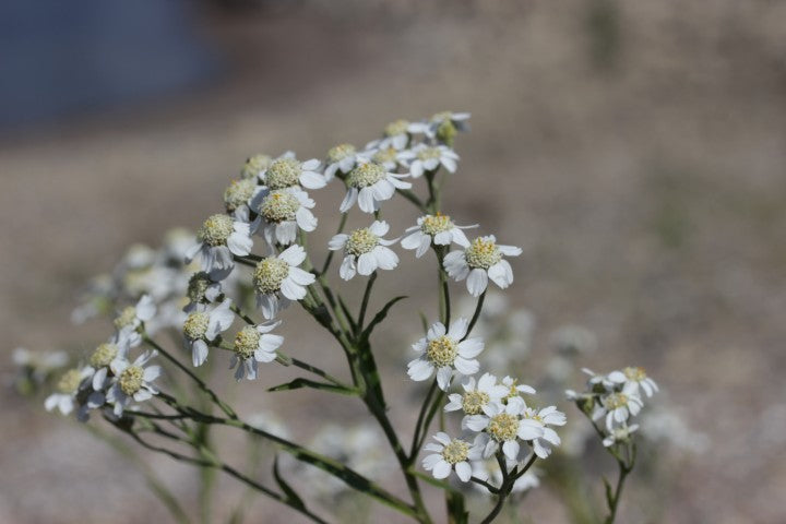 Achillea ptarmica