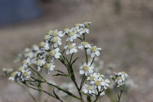 Achillea ptarmica