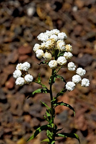 Achillea ptarmica 'The Pearl',