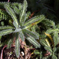 Achillea tomentosa Aurea