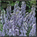 Aconitum cammarum Bicolor