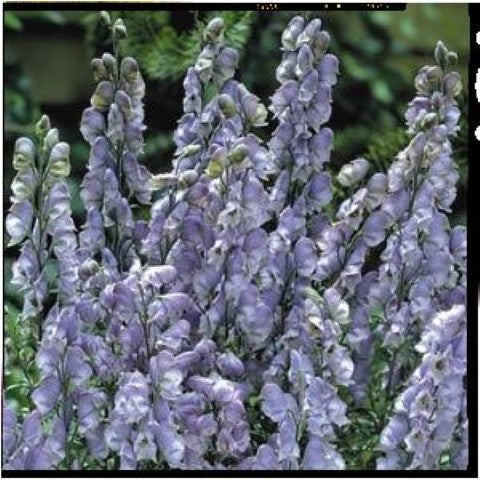 Aconitum cammarum Bicolor