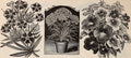 Aconitum napellus 'Album'