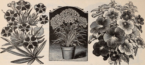 Aconitum napellus 'Album'