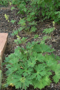 Aconitum septentrionale Ivorine