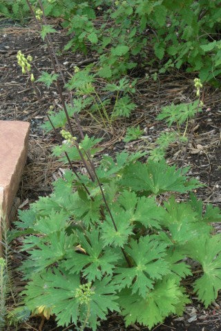 Aconitum septentrionale Ivorine
