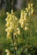 Aconitum vulparia