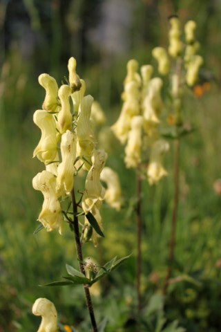 Aconitum vulparia