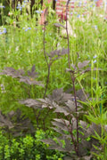 Actaea simplex 'Brunette',