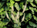 Actaea simplex White Pearl
