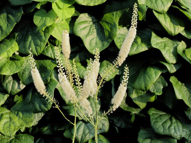 Actaea simplex White Pearl