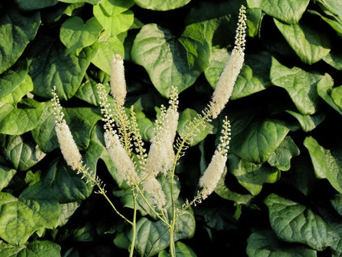 Actaea simplex White Pearl