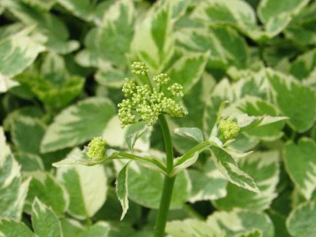 Aegopodium podagraria 'Variegatum',