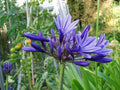 Agapanthus Midnight Star